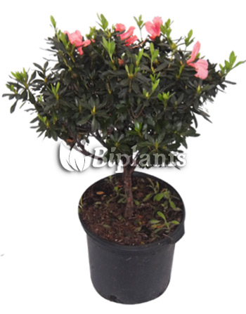 Azalea-Japonesa-vivero-ornamentales - BI PLANTS