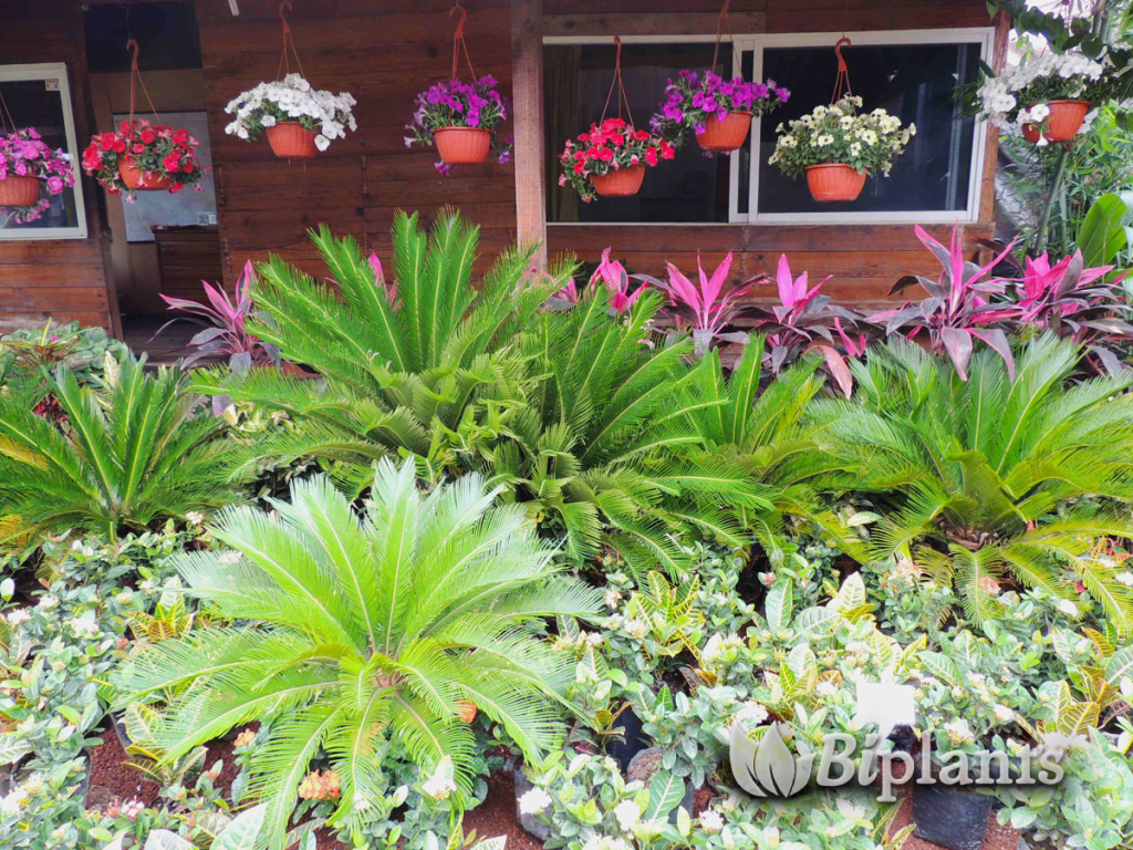 BIPLANTS-plantas-ornamentales