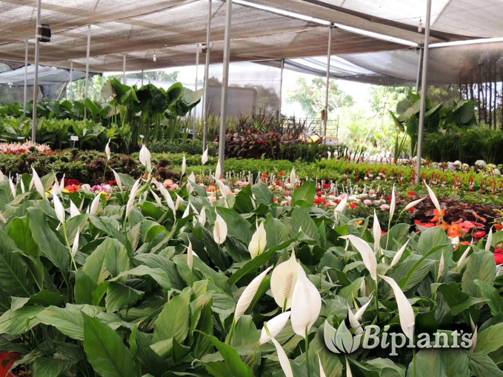 BIPLANTS-vivero-ornamental