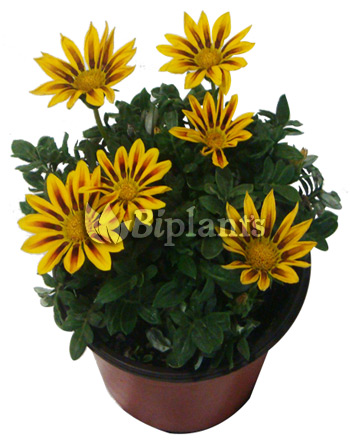 Gazania