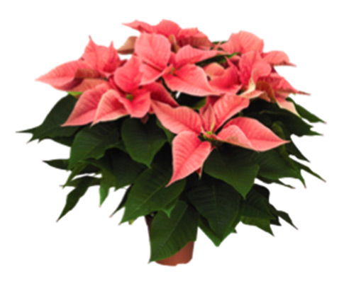 VENTA DE FLOR DE NOCHE BUENA (3) - BI PLANTS