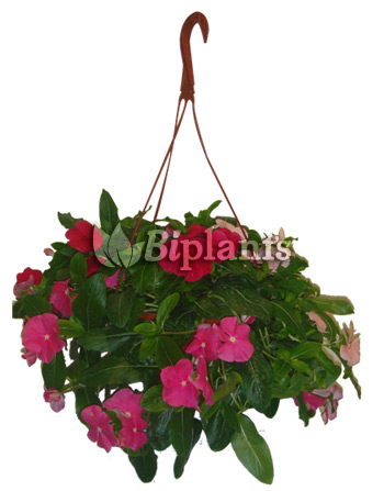 Vinca-Mediterranea-biplants-vivero-ornamentales