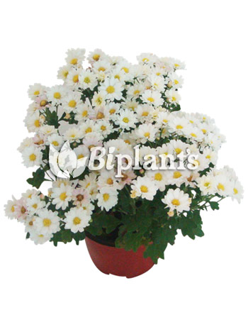 Crisantemo-biplants-vivero-ornamentales