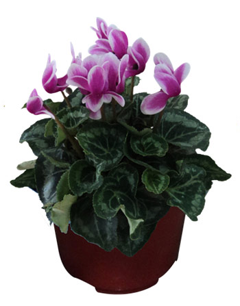 Cyclamen