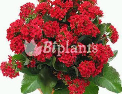 Kalanchoe
