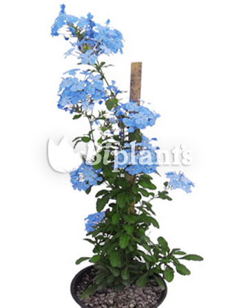 Plumbago-azul-biplants-vivero-ornamentales