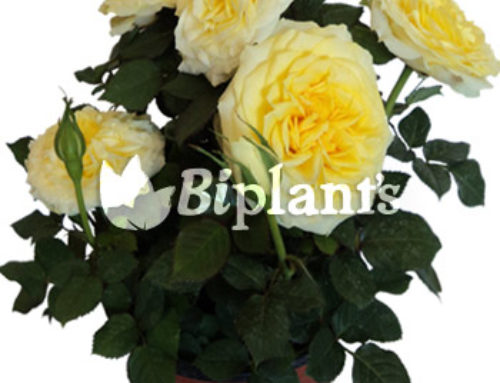 Rosa Forever
