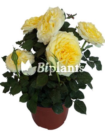 Rosa-forever-biplants-vivero-ornamental