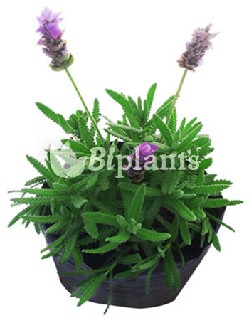 Salvia-biplants-vivero-ornamentales
