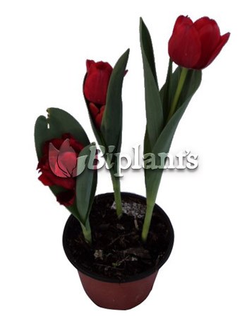 Tulipan Holandes - BI PLANTS