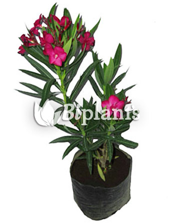 adelfa-biplants-vivero-ornamentales