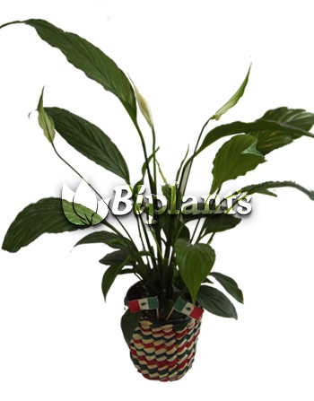 cuna-de-moises-biplants-vivero-ornamentales