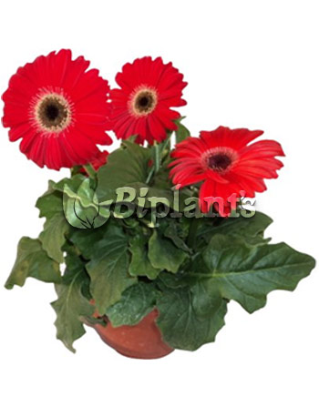 Gerbera