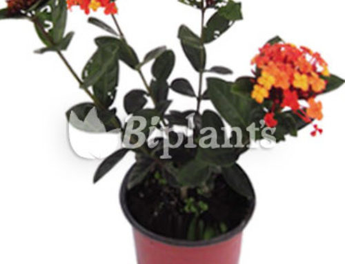 Ixora