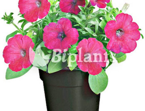 Petunia