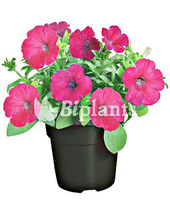 petunia-biplants-vivero-ornamentales