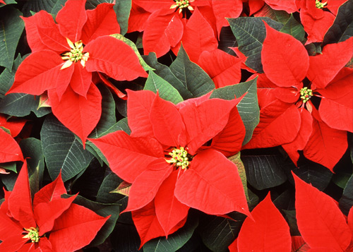 Venta de flor de nochebuena Mayoreo de nochebuena Yautepec