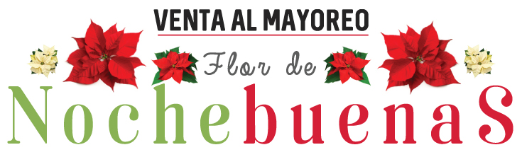 Cultivo y venta de Nochebuenas Cuernavaca - Biplants